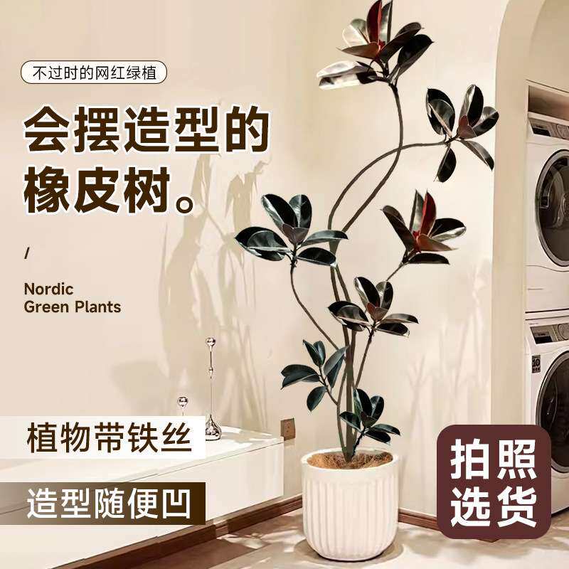 黑金刚橡皮树客厅大盆栽绿植办公室内大型植物落地式大号真花禄植