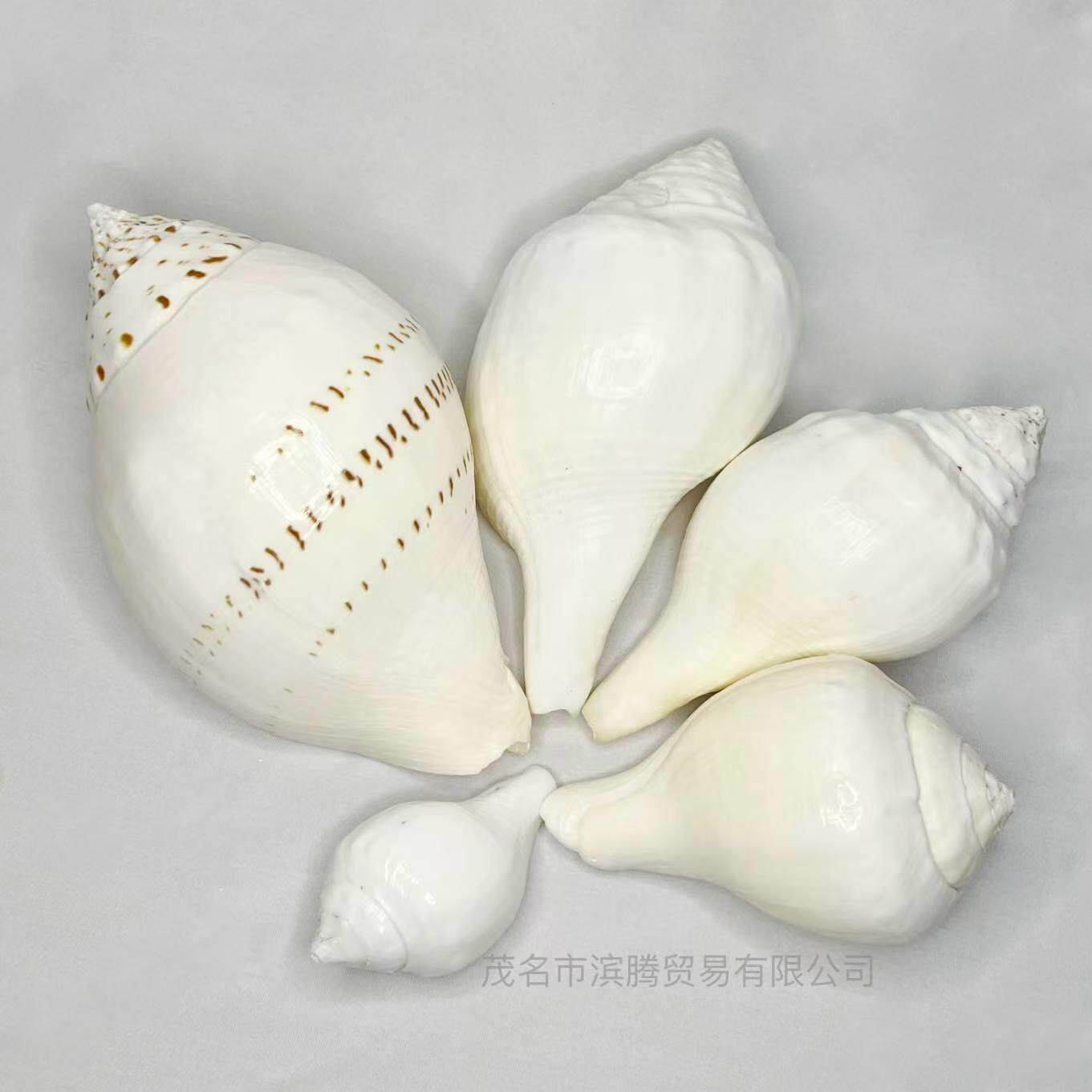 天然海螺印度铅螺印度圣螺工艺品摆件水族造景旅游景区纪念品贝壳