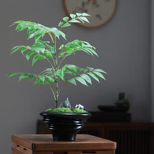 永生苔藓微景观绿植盆景桌面造景样板房酒店茶几高端仿真植物盆栽