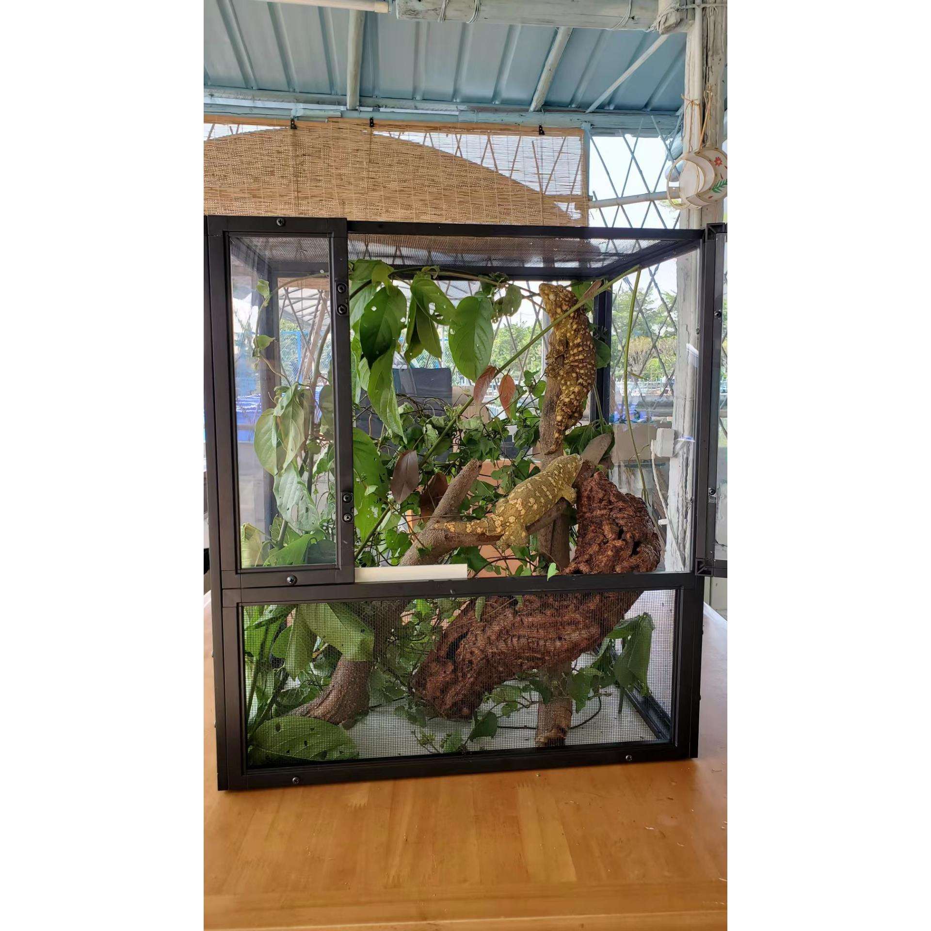 出口网箱一批大约700个 适合实体店 繁殖自用 R属守宫46*30*51cm