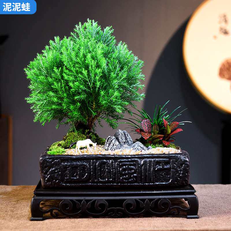 雾松盆栽室内绿植盆栽四季常青客厅书房茶几桌面艺术盆景微景观