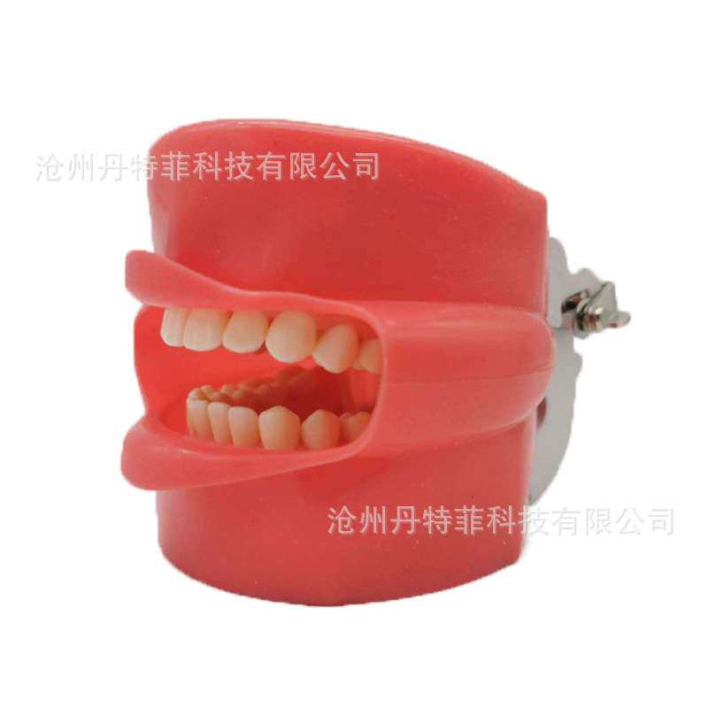 外贸产品全口可拆卸备28颗牙齿模型加面皮