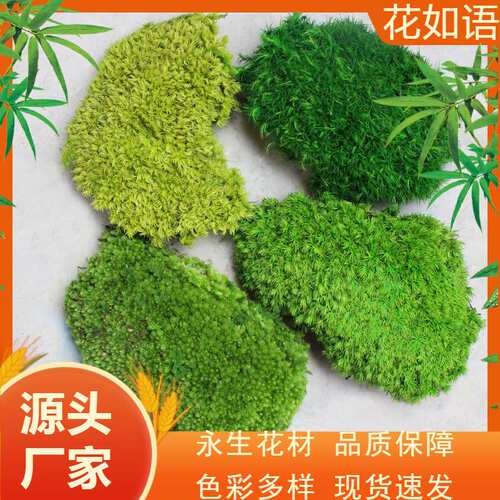 永生苔藓 白发藓曲尾鹿蕊藓苔藓背景植物墙造景真青苔微景观装饰