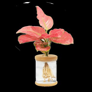 水培花盆透明塑料桌面水养植物花瓶抗摔不易碎发财树Y绿萝富贵竹