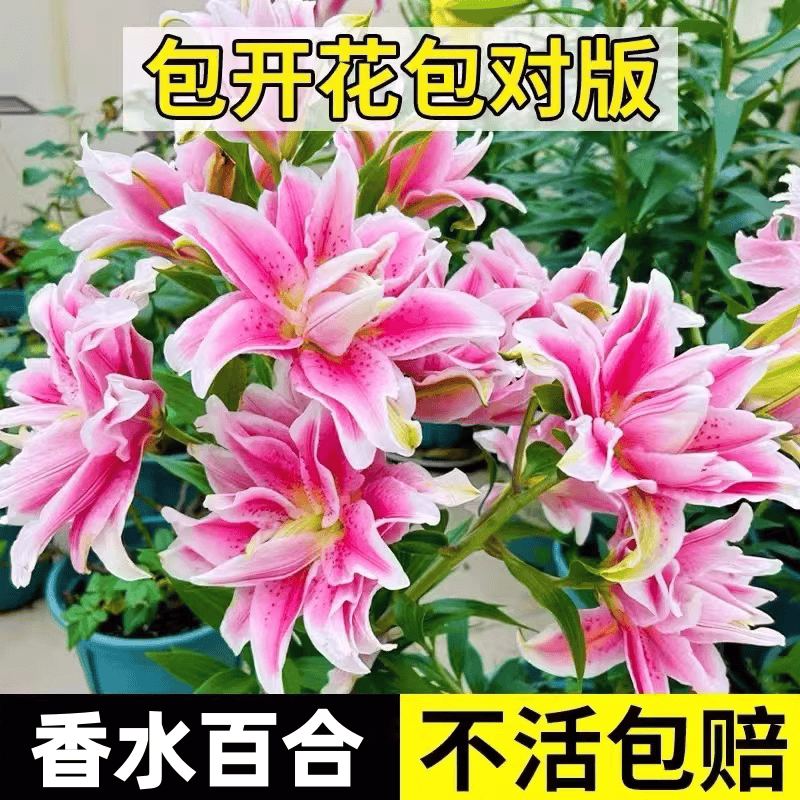百合花种球进口香水百合四季播种好养花卉植物室内鲜花盆栽花种子,鲜花速递/花卉仿真/绿植园艺,种苗/半成品盆栽,淘宝优惠券,粉丝福利购,淘宝优惠卷