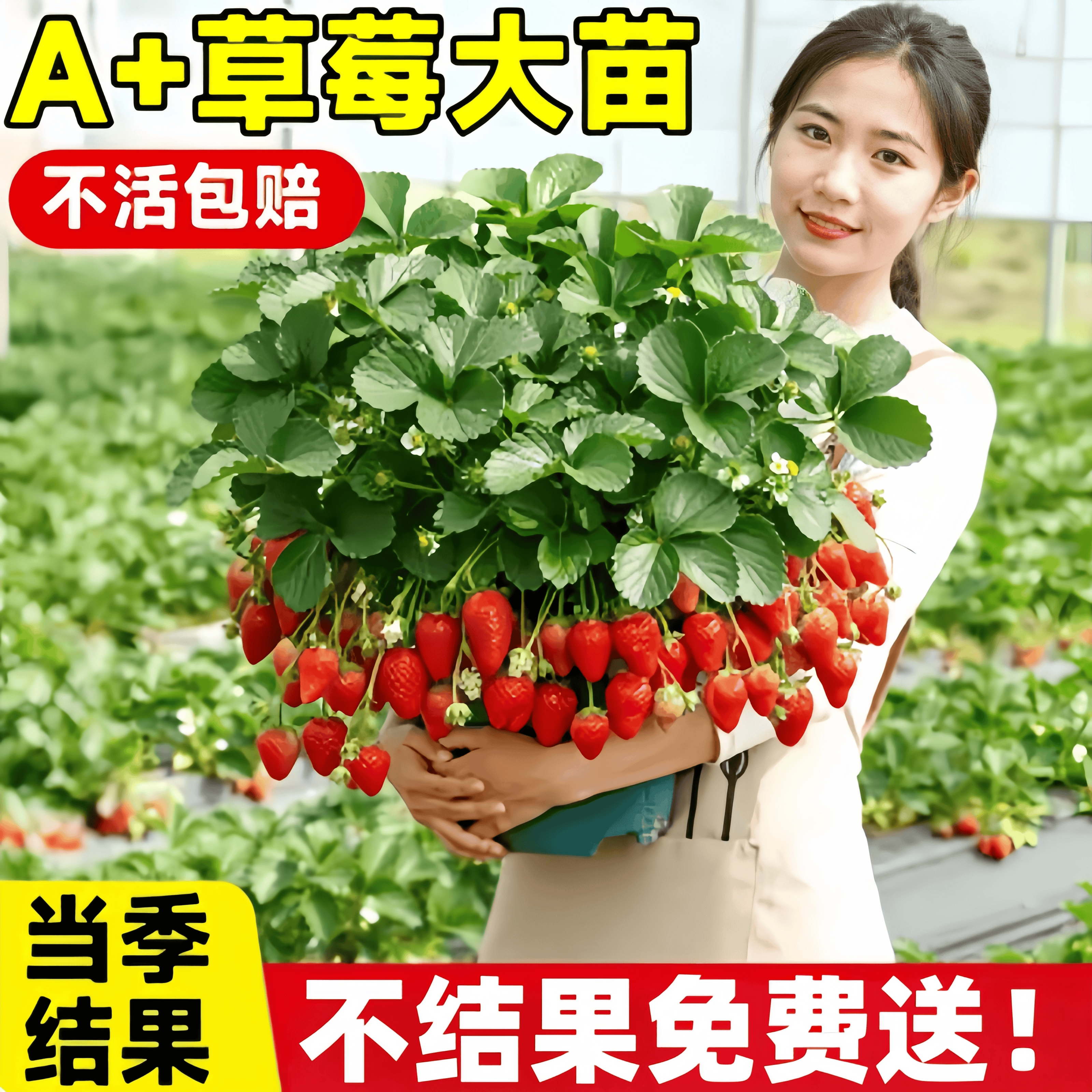 奶油草莓苗秧盆栽水果苗四季种植