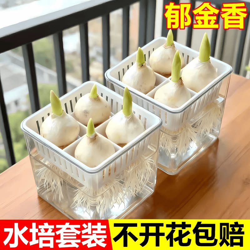 郁金香种球耐寒冬季水培花卉土养绿植室内盆栽苗四季鲜花种好养活