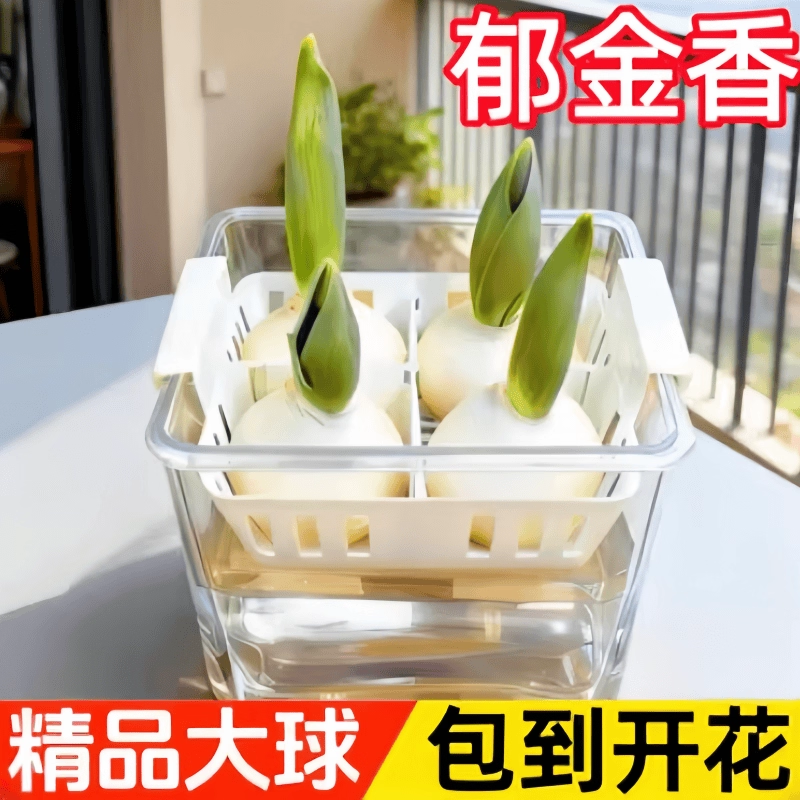 郁金香种球水培套餐定植篮耐寒花卉盆栽荷兰鲜花种子易活四季好养