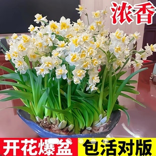 重瓣水仙花种球水养盆栽秋冬耐寒花卉室内植物鲜花水培好养带花苞
