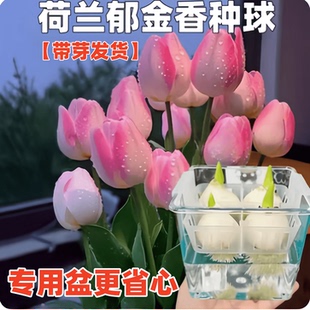 郁金香种球水培植物荷兰进口5度球桌面植物花卉种子阳台耐寒好养