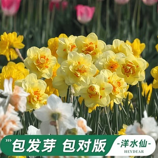 进口重瓣洋水仙种球土培水培四季种植室内盆栽花卉冬季耐寒花种子