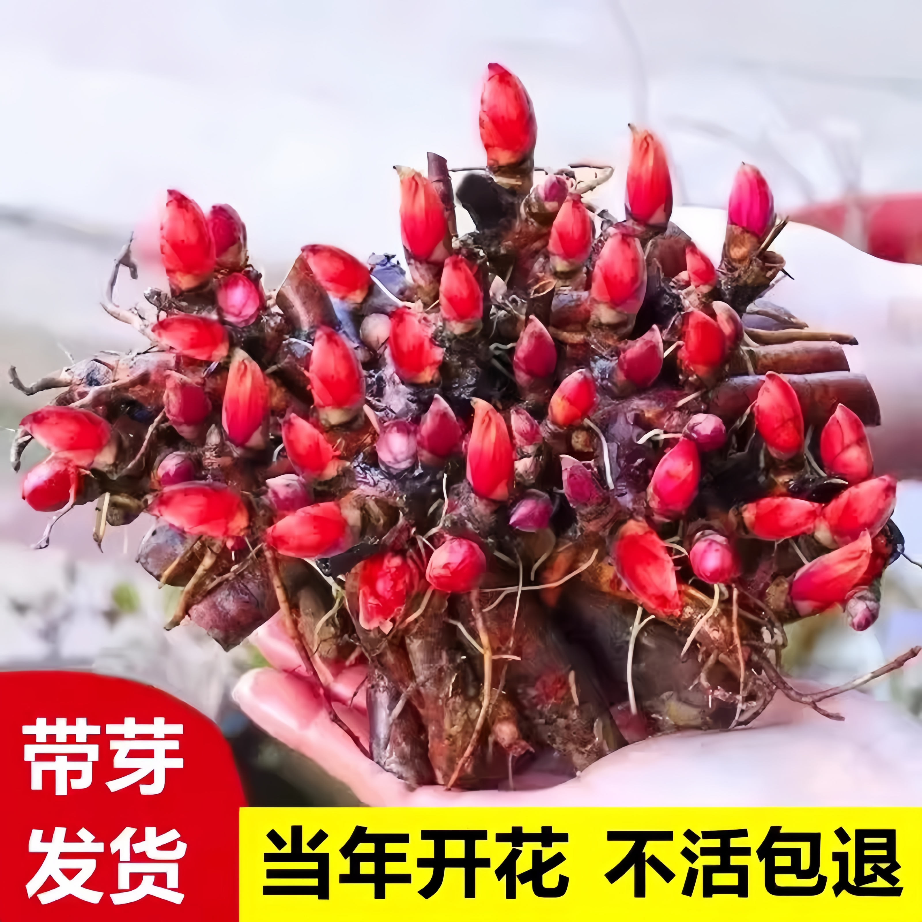 买三送一重瓣芍药花苗带芽球根