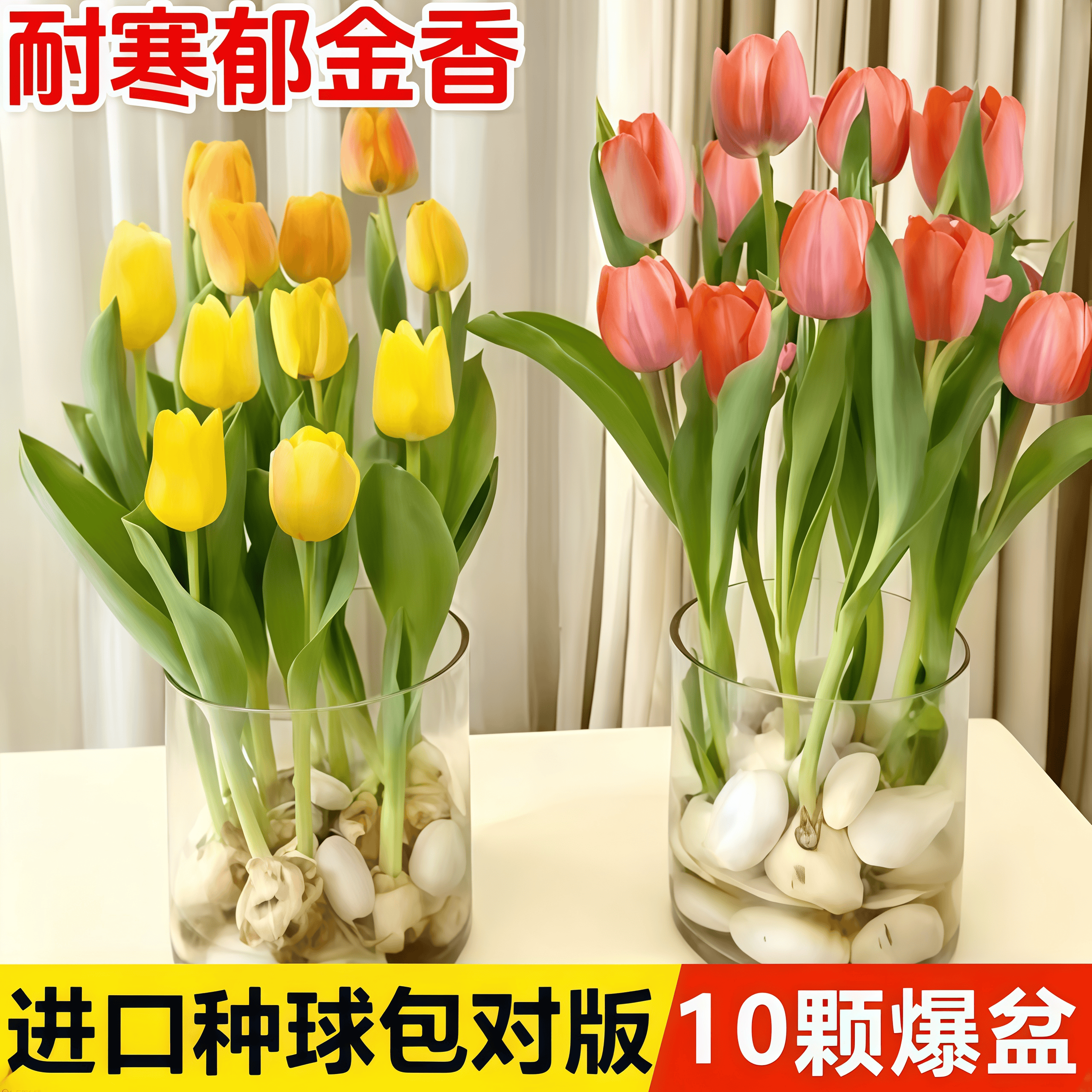 郁金香种球水培花卉土养植物花苗