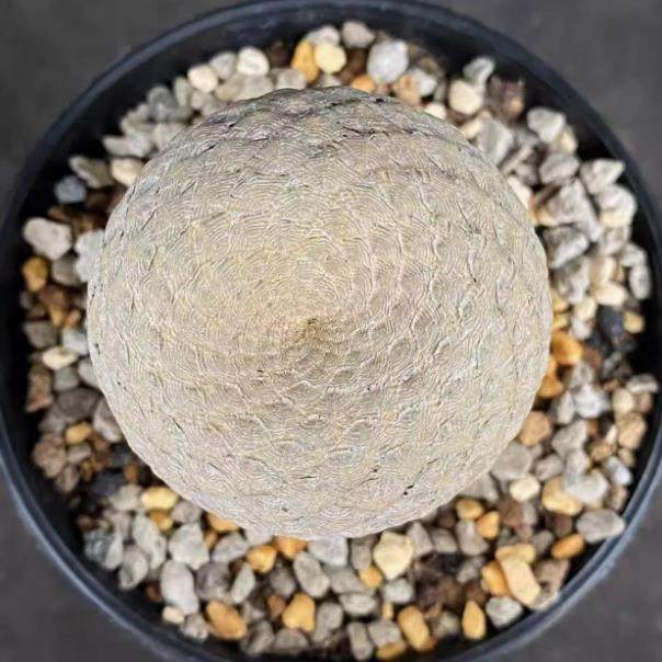 鱼鳞丸 鱼鳞大戟 Euphorbia piscidermis 大