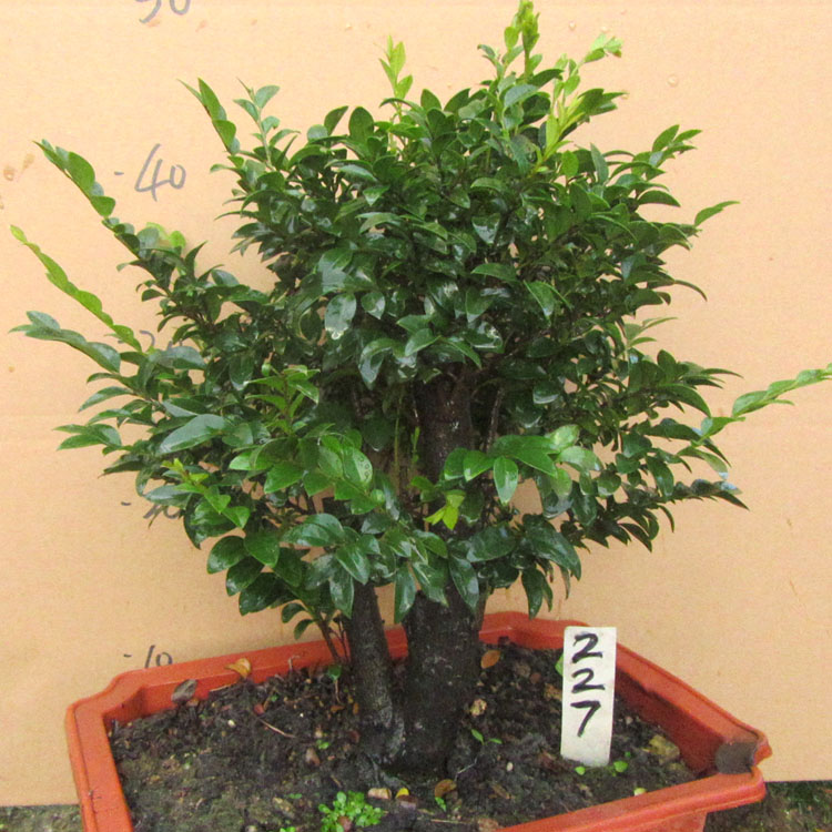 单桩小叶紫檀树桩盆景净化空气四季常青植物黑檀木盆栽黑骨茶
