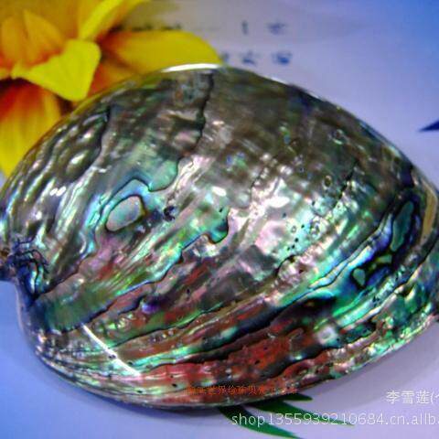 新西兰炫彩光泽天然鲍鱼贝蓝色鲍鱼壳黑金鲍鱼壳地中海贝壳海螺