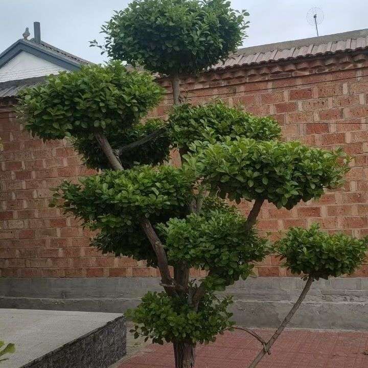 精品别墅,园林,行道绿化户外造型景观树风景青皮