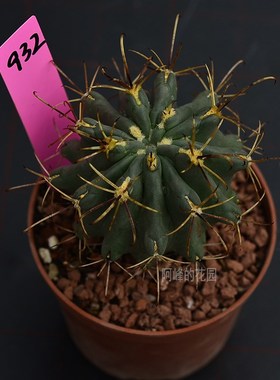 稀有品种黑罗莎仙人球实生根勾刺黑刺强刺紫黑色花多肉植物仙人掌