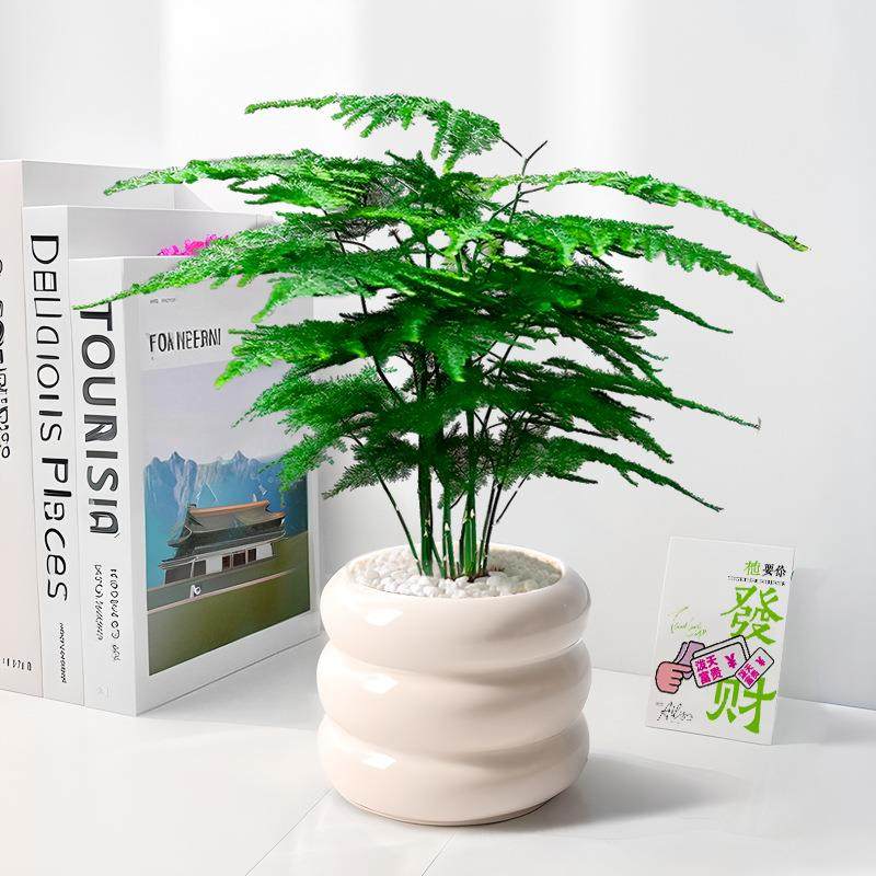 文竹盆栽室内高端花卉盆景办公室摆件客厅四季常青好养活桌面绿植,3C数码配件,USB灯,淘宝优惠券,粉丝福利购,淘宝优惠卷