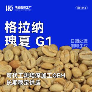 咖啡生豆2024年埃塞古吉 格拉 纳庄园 瑰夏G1日晒精品商用拼配1kg