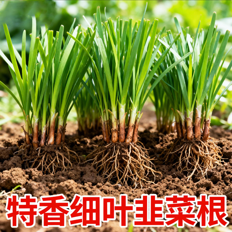 新韭菜根香韭菜老品种小叶韭菜根紫红根细叶笨韭菜苗本地土韭菜根,鲜花速递/花卉仿真/绿植园艺,种苗/半成品盆栽,淘宝优惠券,粉丝福利购,淘宝优惠卷