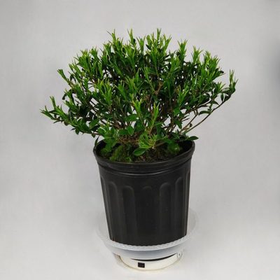 香雪栀子花四季绿植花香无尽室内阳台花苗大盆景美观易活净化空气