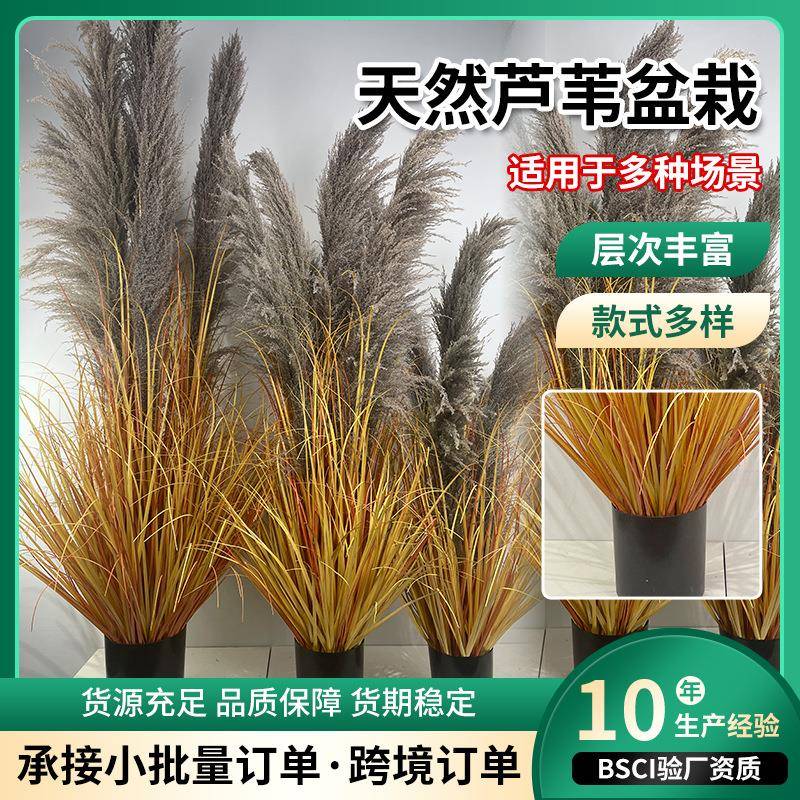 天然秋色芦苇盆栽仿真洋葱草大头芦苇草商场橱窗布景装饰摆件