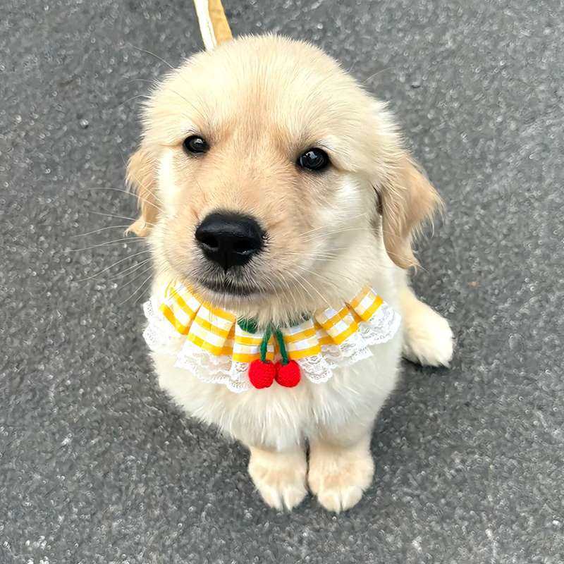 狗狗牵引绳小金毛比熊泰迪外出遛狗绳小型幼犬胸背带宠物猫咪围脖,电子元器件市场,其它元器件,淘宝优惠券,粉丝福利购,淘宝优惠卷