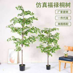 仿真绿植福禄桐树落地盆栽室内客厅装饰摆件酒店橱窗造景摄影道具