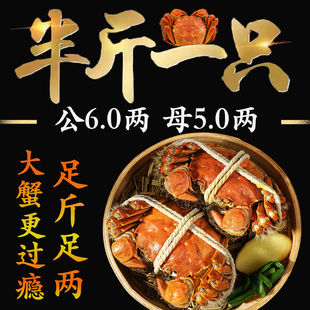 10只现货苏州阳澄后荡湖大闸蟹鲜活螃蟹全母河蟹礼盒 精品蟹