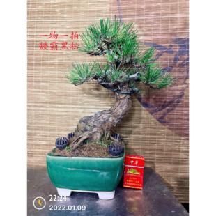 原本日本三河黑松提根千寿丸矮霸造型大阪松老桩盆景苗盆栽阳台
