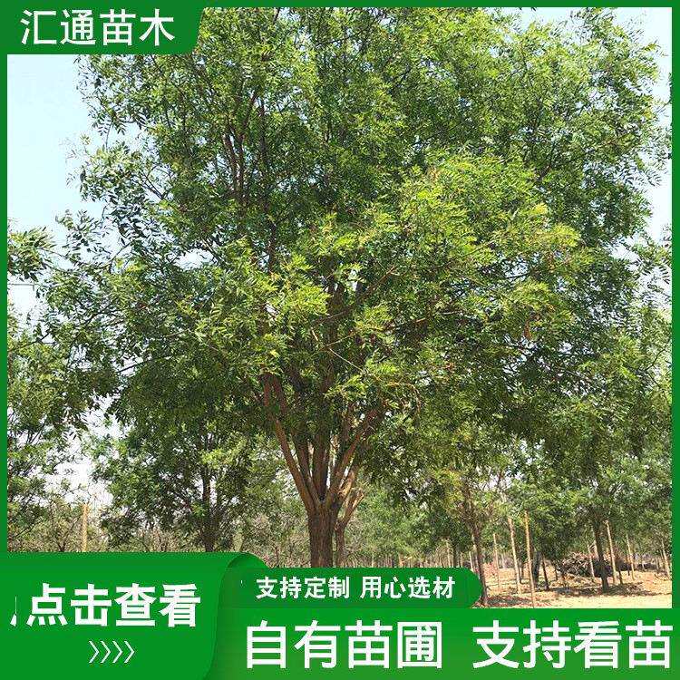 国槐 多种规格国槐苗行道树木风景树木工程绿化苗木 国槐树小苗