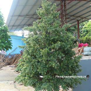 热销仿真南洋杉树室内外装饰人造树玻璃钢园林景观造景摆设仿真树