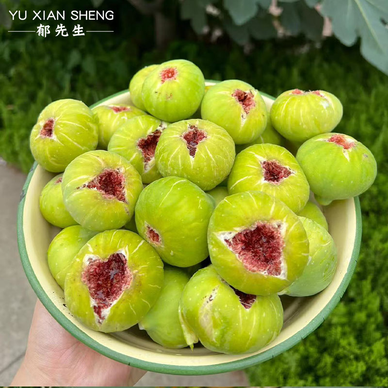 郁先生旗舰店# 精品无花果盆栽南北方种植波姬红芭劳奈果树易种植
