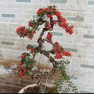 红花荀子盆景素材