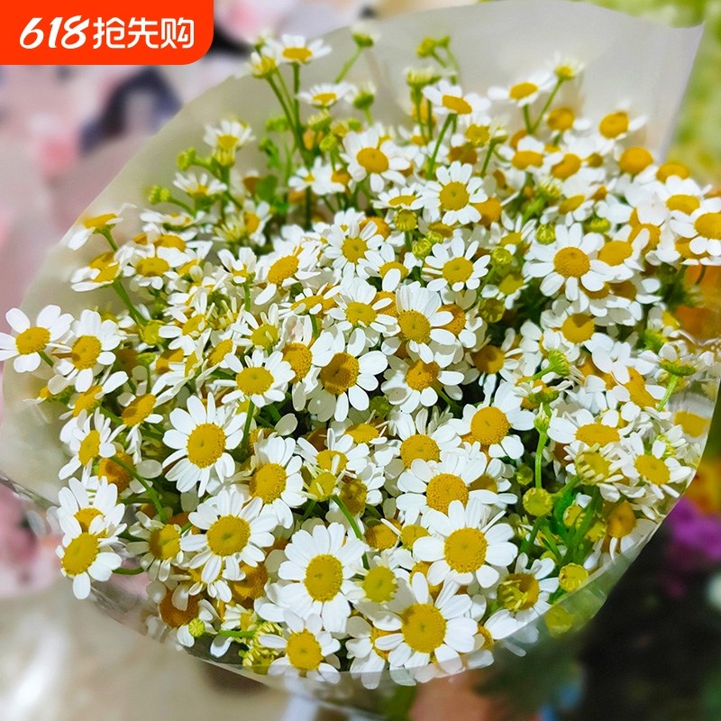 A级洋甘菊鲜花云南基地直发花材水养花束小雏菊U配花向日葵摆放