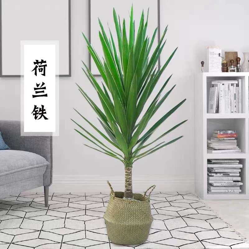 荷兰铁盆景巨丝兰绿植常青盆栽大型观叶植物室内室外含盆带盆新品