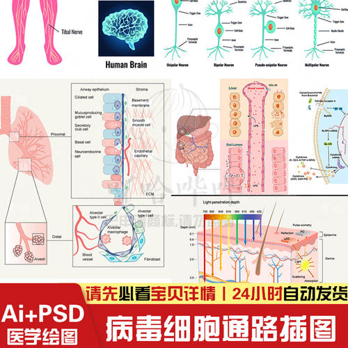 医疗医学科研手绘生物绘图病毒细胞流程通路图Ai+psd设计插图素材