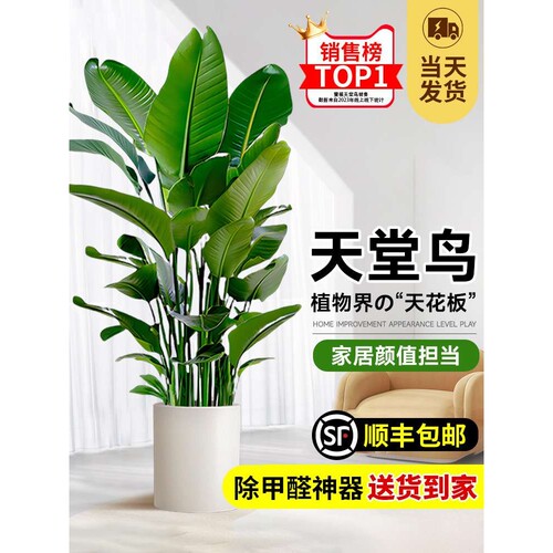 天堂鸟客厅绿植办公室内落地式大叶花卉鹤望兰吸甲醛植物净化空气