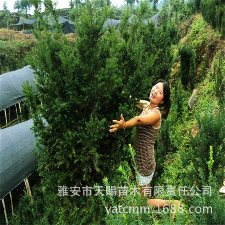 基地 园林绿化树种曼地亚红豆杉绿化树别墅庭院小区工程风景树