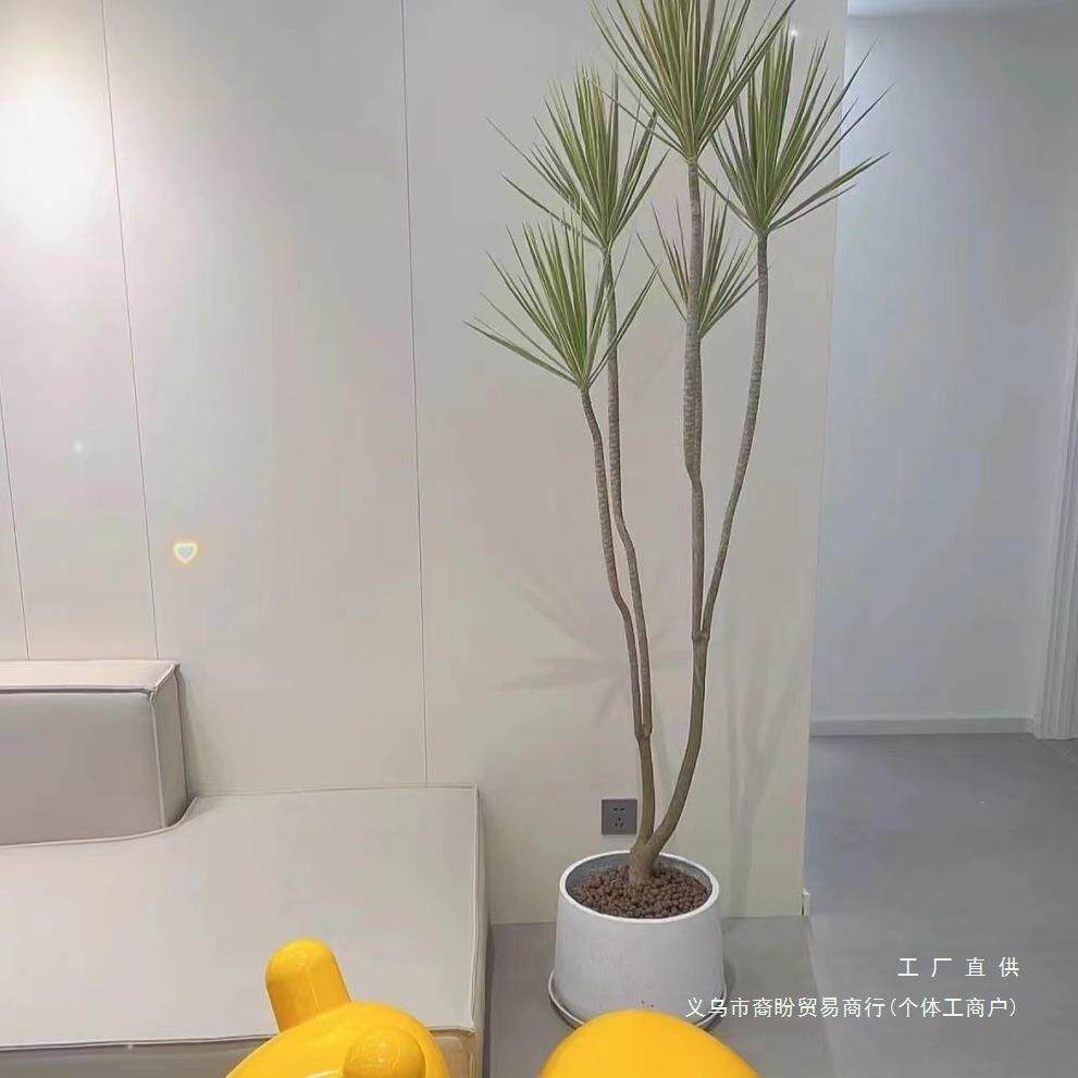 七彩千年木大型盆栽马尾铁吸甲醛绿植室内办公室客厅净化空气好养