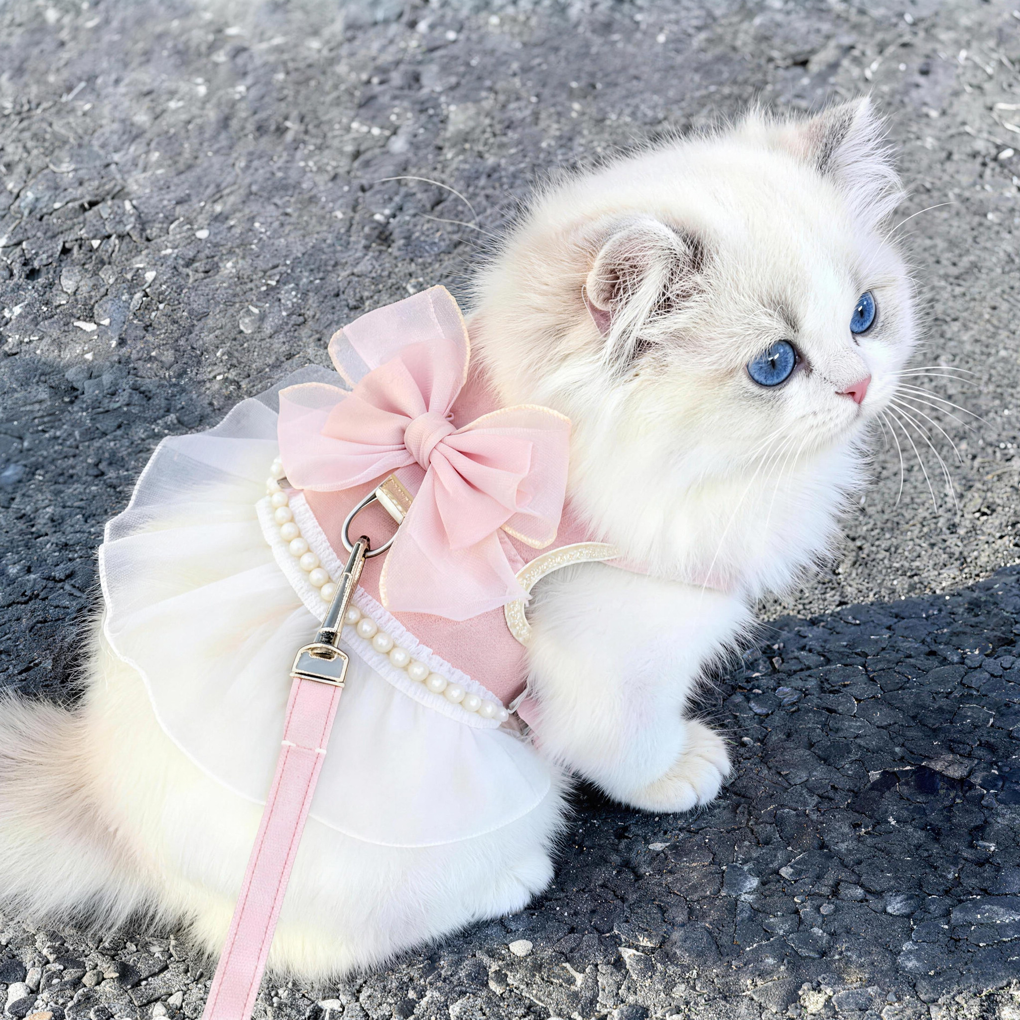猫咪牵引绳背心式可调节外出专用溜猫绳狗狗防挣脱可爱蝴蝶结胸背