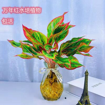 不爱你万红水培一易室内植物死的花冬季年万冻四季水养年活办公室