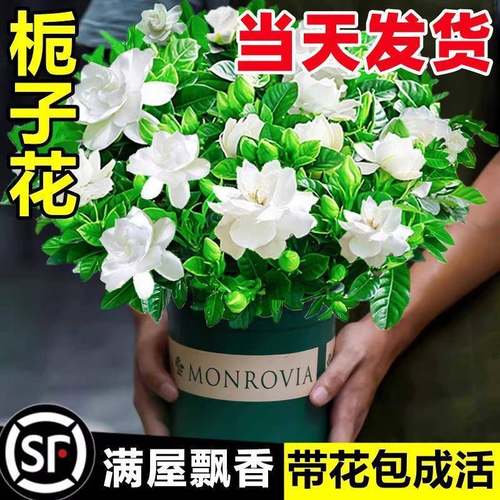栀子花盆栽花卉植物室内绿萝箩阳台水培绿植茉莉花四季好养九里香