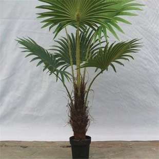 大型落地景观装饰塑料假花客厅装饰假绿植仿真棕竹葵树盆栽