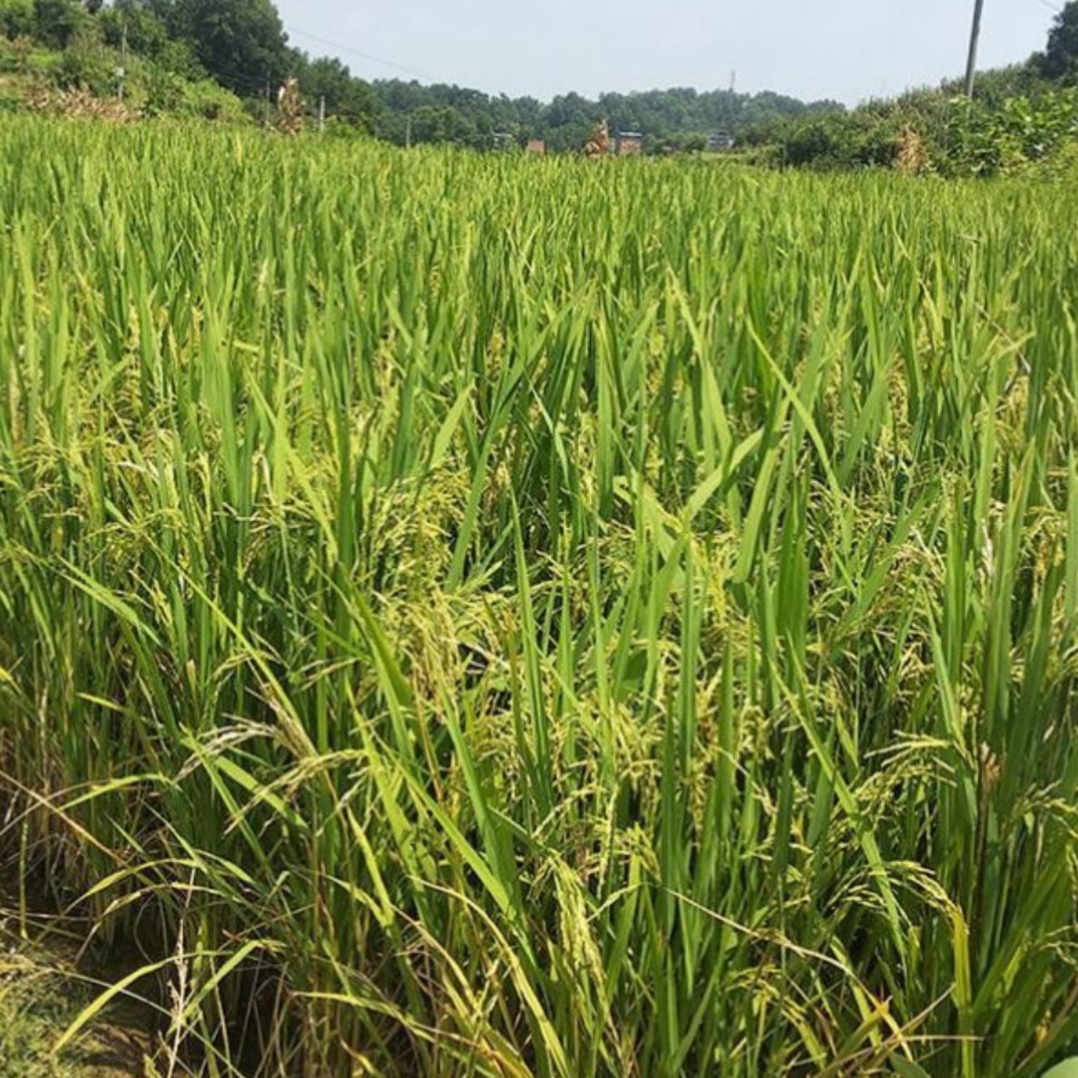 5斤新稻谷年子包邮202310水带壳粮谷子农家自种食斤稻稻大米带壳