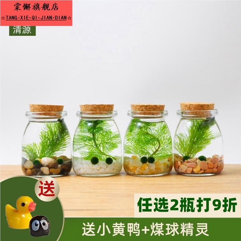 桌面生态瓶微景观自循环鱼缸幸z福海藻球创意迷你植物玻璃瓶水培