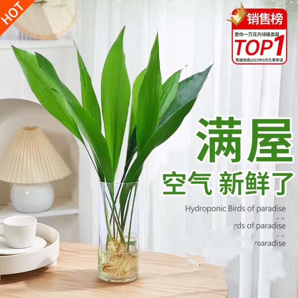 水培一叶兰绿植室内盆栽四季常青客厅水养植物好养活绿萝甲醛桌面图片