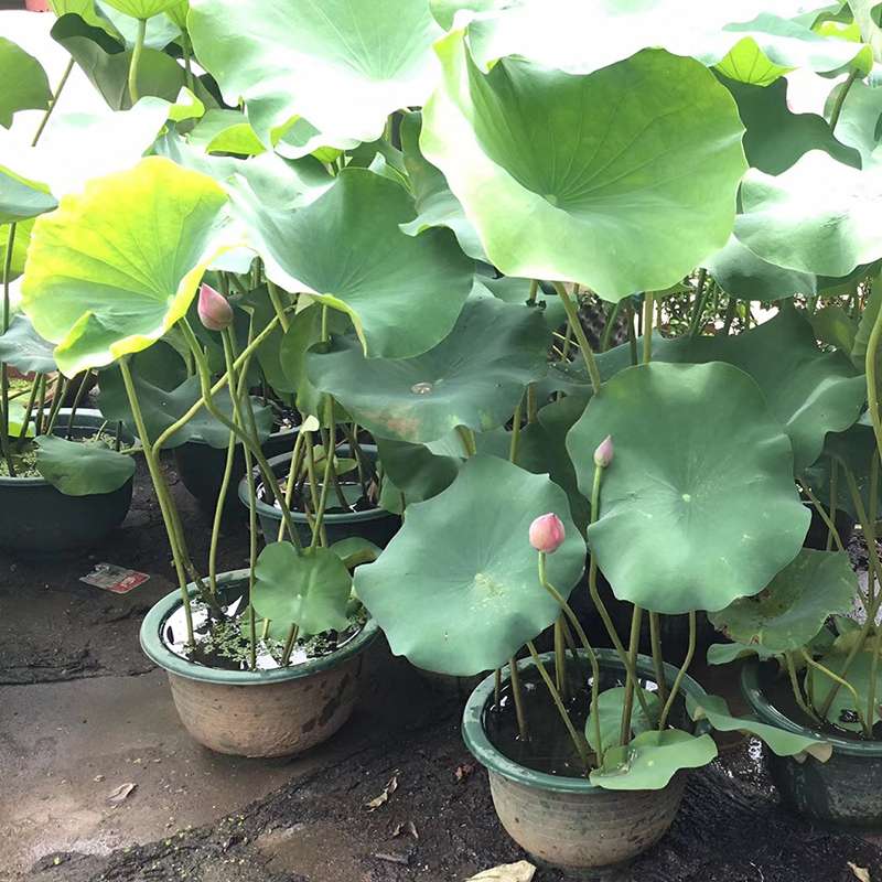 成品荷花盆栽带花苞发水培植物荷花庭院阳台四季池塘水生睡莲花卉