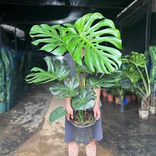 龟背竹大叶老桩盆栽客厅大型绿植盆景室内除甲醇四季常青北欧风